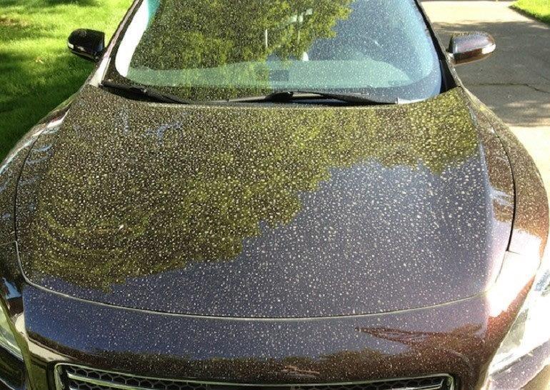 Tree pollen season brings severe allergies